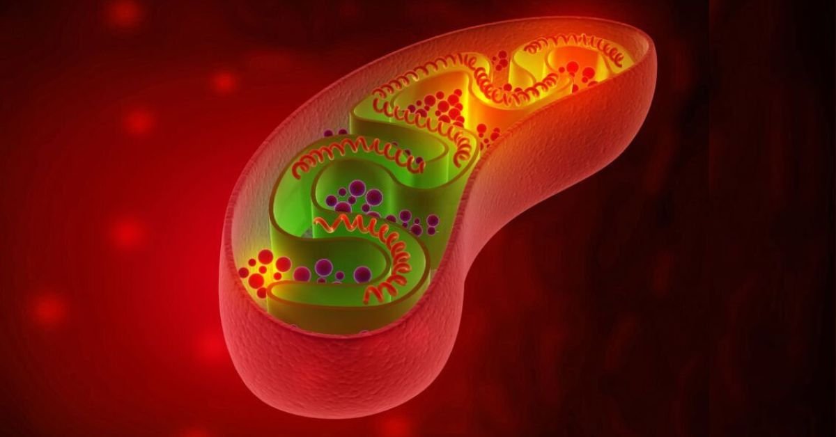 Unveiling the Marvels of Mitochondria: Exploring the Intricacies of Cellular Powerhouses