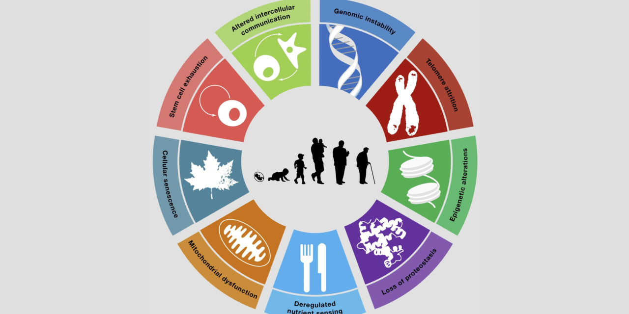 The Role of Genomic Instability in Aging Explained