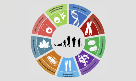 The Role of Genomic Instability in Aging Explained