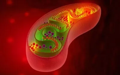 Unveiling the Marvels of Mitochondria: Exploring the Intricacies of Cellular Powerhouses