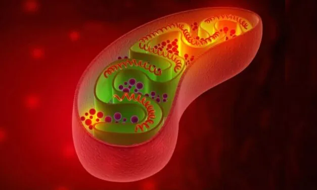 Unveiling the Marvels of Mitochondria: Exploring the Intricacies of Cellular Powerhouses