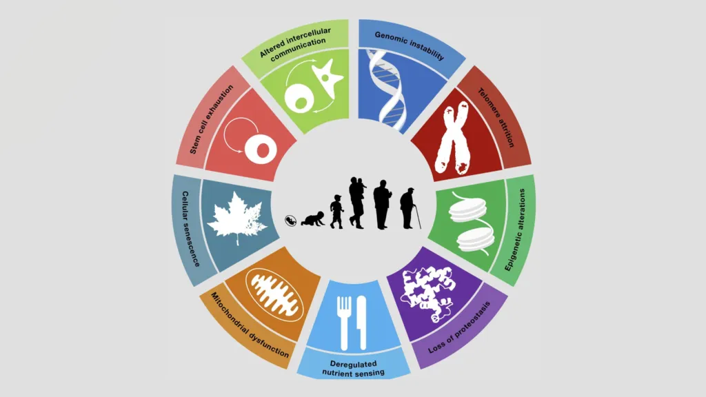 The Role of Genomic Instability in Aging Explained